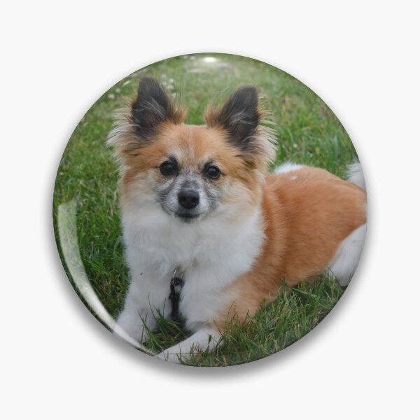 Item preview, Pomeranian Sitting Pretty Photography designed and sold by ThePhotograph03.