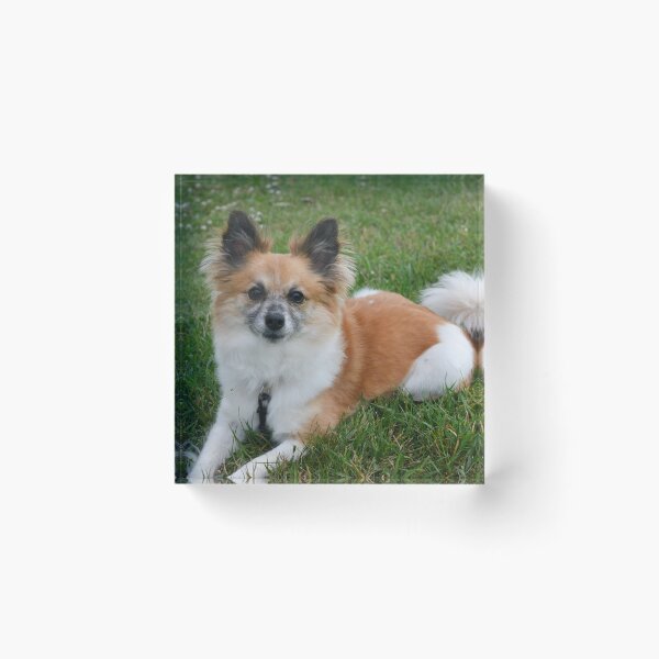 Item preview, Pomeranian Sitting Pretty Photography designed and sold by ThePhotograph03.