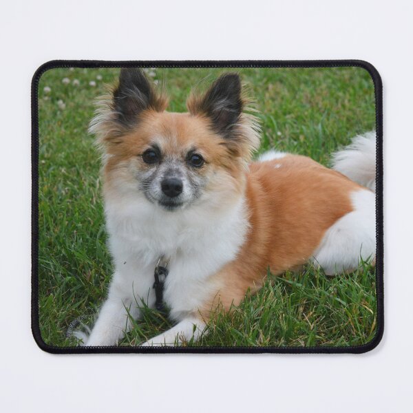 Item preview, Pomeranian Sitting Pretty Photography designed and sold by ThePhotograph03.