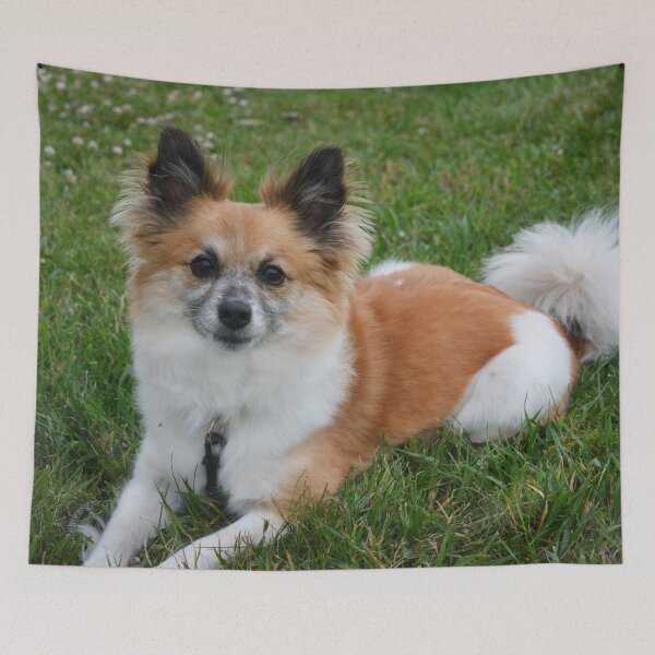 Item preview, Pomeranian Sitting Pretty Photography designed and sold by ThePhotograph03.