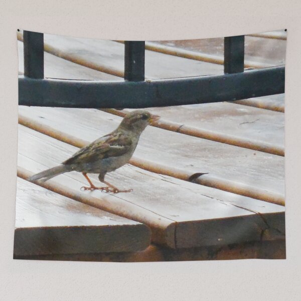 Item preview, Little Bird Photoshraphy designed and sold by ThePhotograph03.
