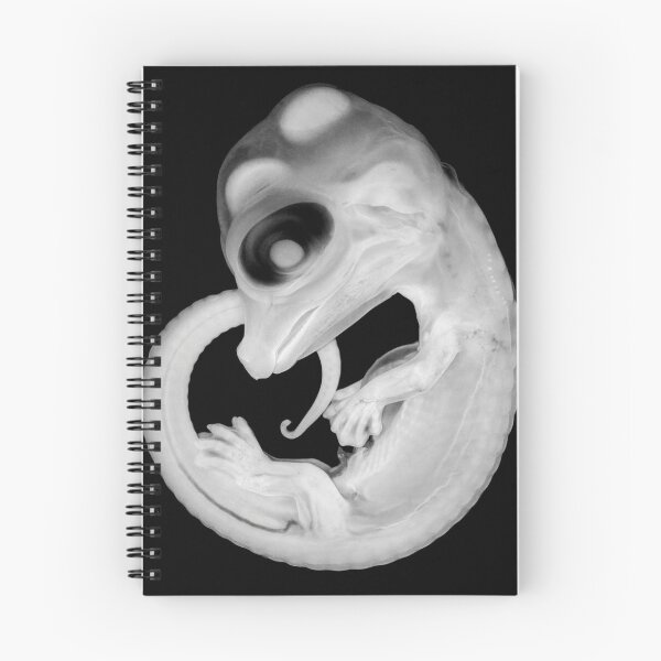 Item preview, Alligator Embryo designed and sold by Vintage Wall Art.