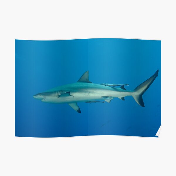 Grey Reef Whaler Poster
