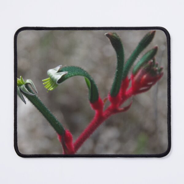 Item preview, Anigozanthos manglesii at New Norcia, WA designed and sold by lezvee.