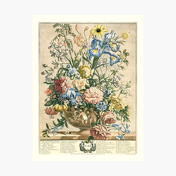 Item preview, June, from The Twelve Months of Flowers, by Robert Furber (1732) High definition designed and sold by MINDTHECHERRY.