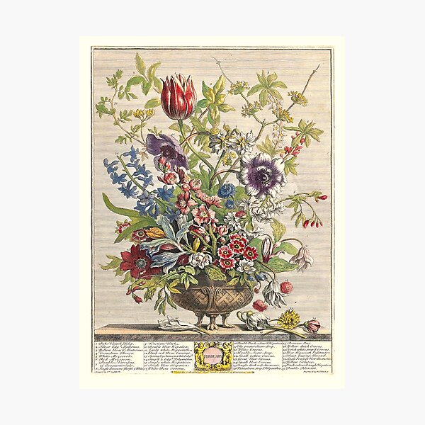 Aperçu de l'œuvre Février, extrait des Douze mois de fleurs, de Robert Furber (1732) Haute définition créée et vendue par MINDTHECHERRY.