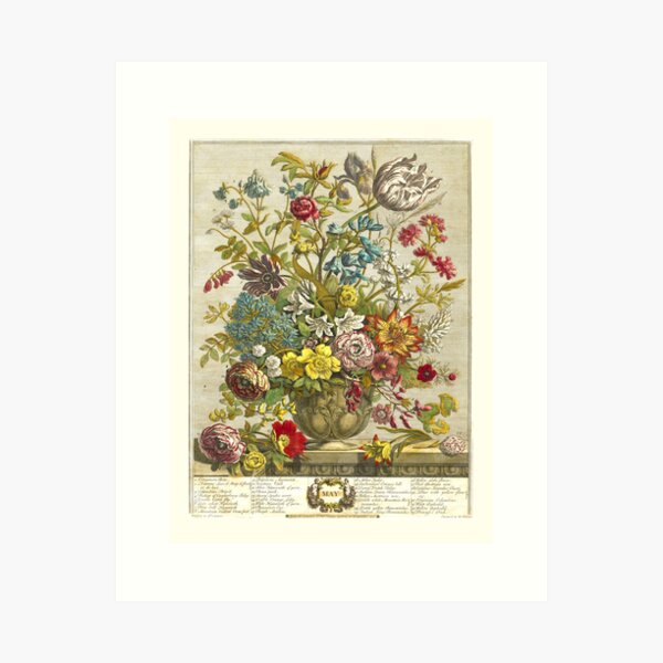 Aperçu de l'œuvre Mai, extrait des Douze mois de fleurs, de Robert Furber (1732) Haute définition créée et vendue par MINDTHECHERRY.