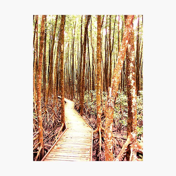 Mangrove Maze Photographic Print