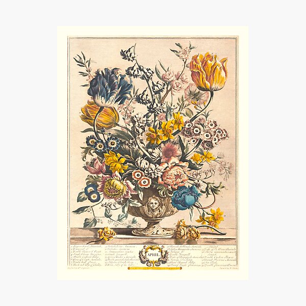 Item preview, April, from The Twelve Months of Flowers, by Robert Furber (1732) High definition designed and sold by MINDTHECHERRY.