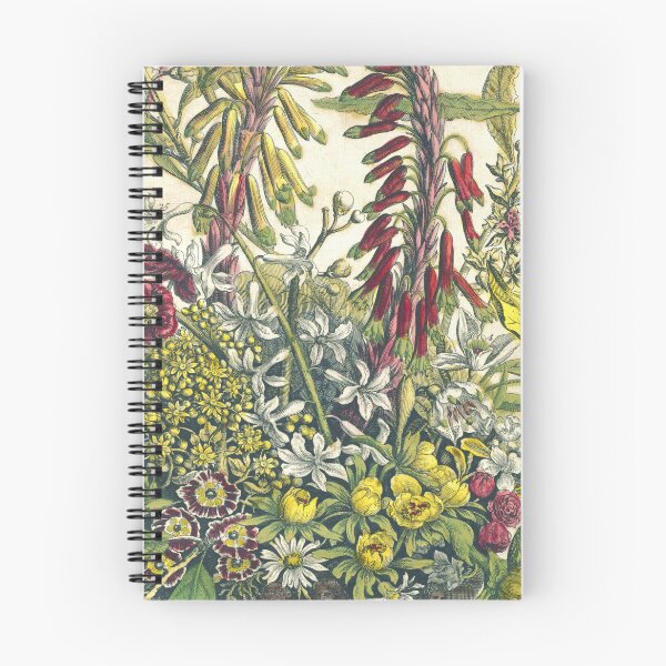 Item preview, January, from The Twelve Months of Flowers, by Robert Furber (1732) High definition designed and sold by MINDTHECHERRY.