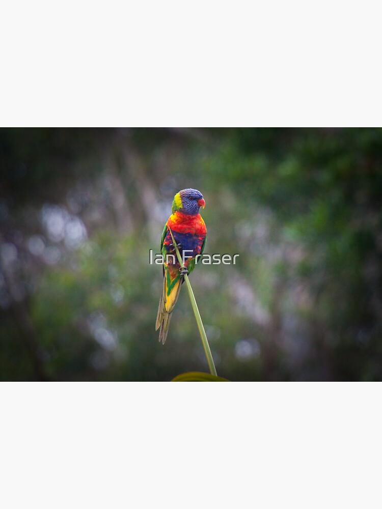 Bird on a wire by Mowog