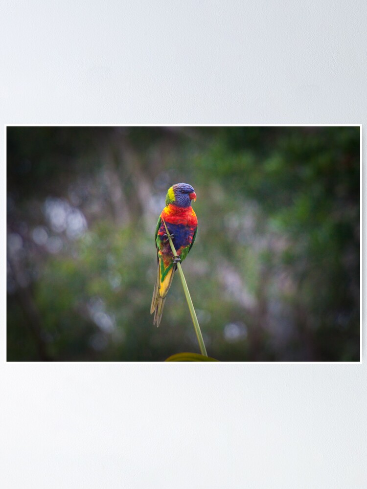 Alternate view of Bird on a wire Poster