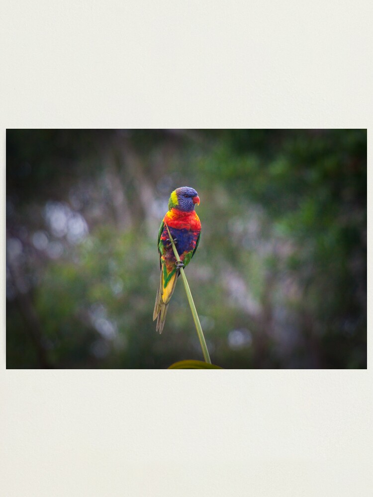 Alternate view of Bird on a wire Photographic Print