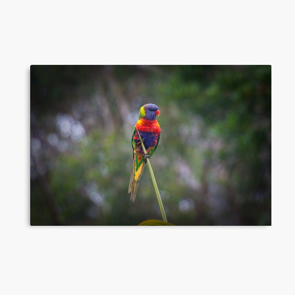 Bird on a wire Canvas Print