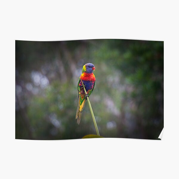 Bird on a wire Poster