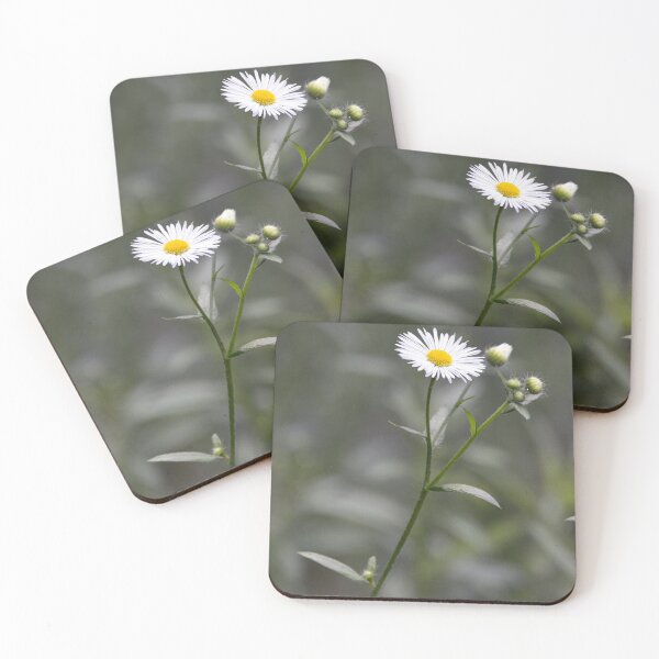 Item preview, Delicate Asters designed and sold by RickShag.
