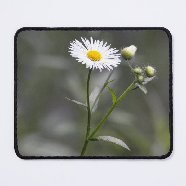 Item preview, Delicate Asters designed and sold by RickShag.