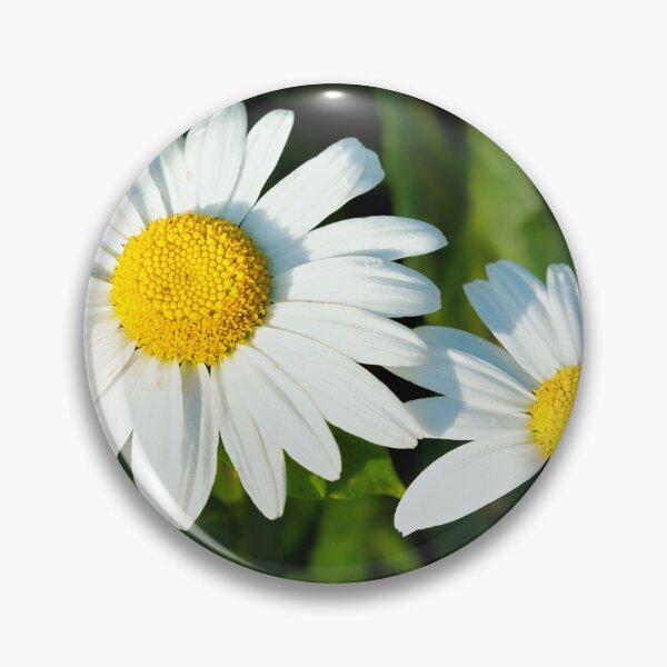 Item preview, Oxeye Daisies  Leucanthemum-vulgare designed and sold by Dorset Girl.