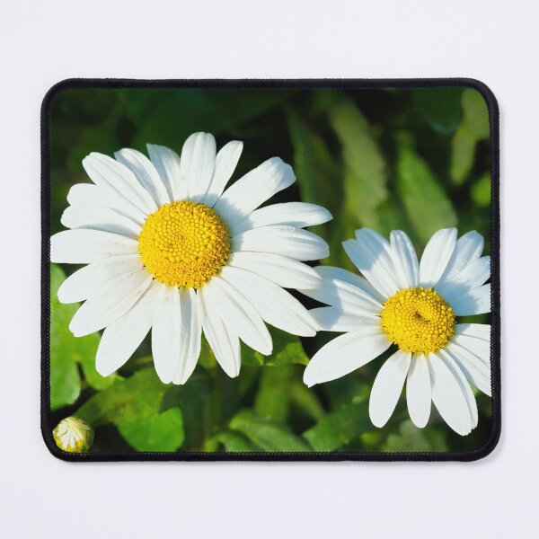 Item preview, Oxeye Daisies Leucanthemum-vulgare designed and sold by Dorset Girl.