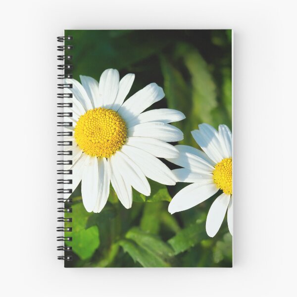 Item preview, Oxeye Daisies  Leucanthemum-vulgare designed and sold by Dorset Girl.
