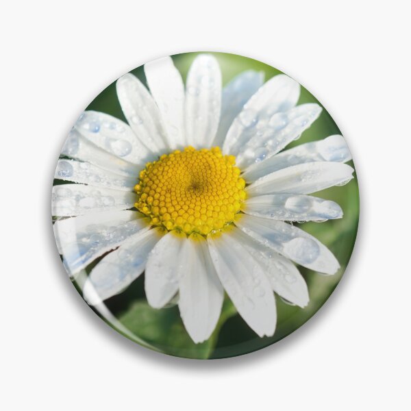 Item preview, Oxeye Daisy  Leucanthemum-vulgare designed and sold by Dorset Girl.
