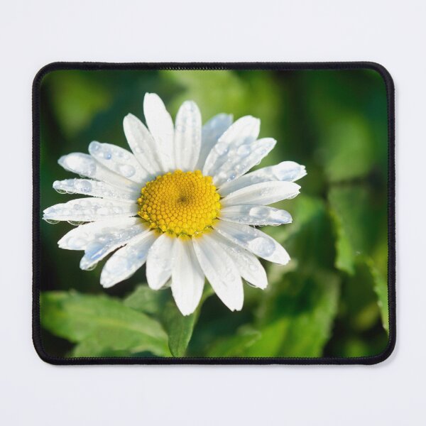 Item preview, Oxeye Daisy  Leucanthemum-vulgare designed and sold by Dorset Girl.