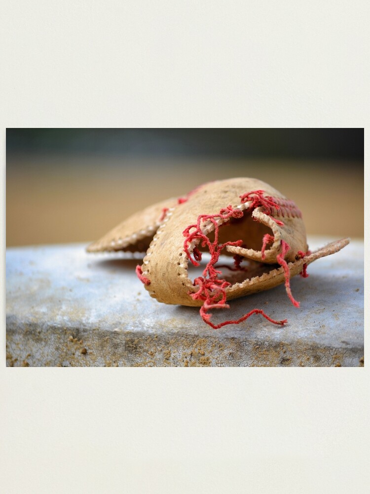 Alternate view of Shell of Dreams Photographic Print