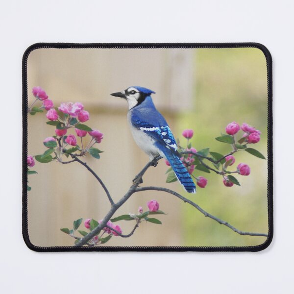 Item preview, Bluejay in Crabapple Tree designed and sold by cherylorraine.