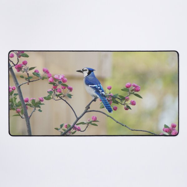 Item preview, Bluejay in Crabapple Tree designed and sold by cherylorraine.