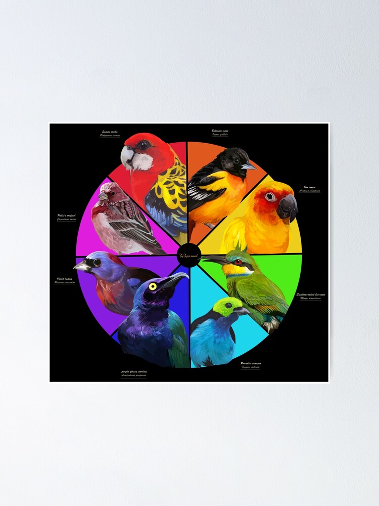 The Color Wheel Poster, Zazzle