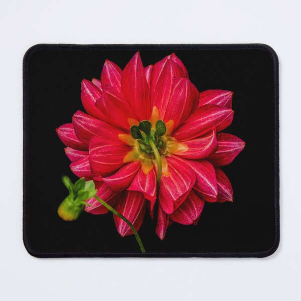 Item preview, Dahlia Flower Rear View designed and sold by axp7884.