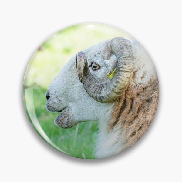 Item preview, Welsh Mountain Ram designed and sold by Jane Stanley Photography.