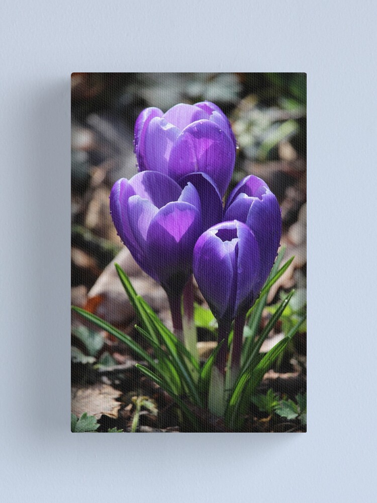 Lienzo «Flores de color morado oscuro azafrán en primavera» de Imladris01 |  Redbubble