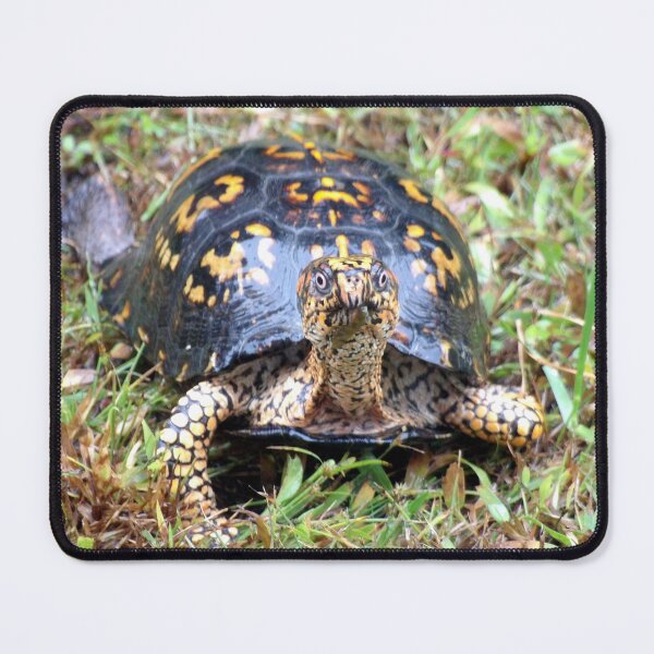 Item preview, Curious Eastern Box Turtle designed and sold by gistinker.