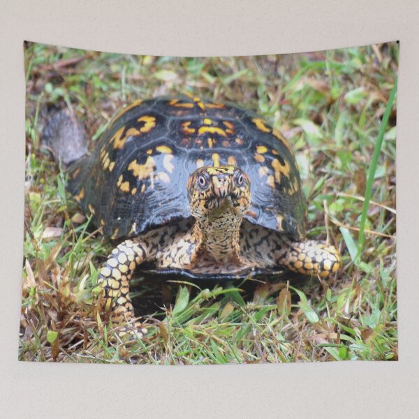 Item preview, Curious Eastern Box Turtle designed and sold by gistinker.