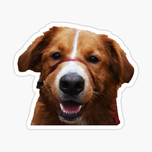 Item preview, Australian Shepherd In Autumn Photography Cutout designed and sold by ThePhotograph03.