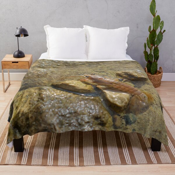 Item preview, Crayfish In The Shallow Photography designed and sold by ThePhotograph03.