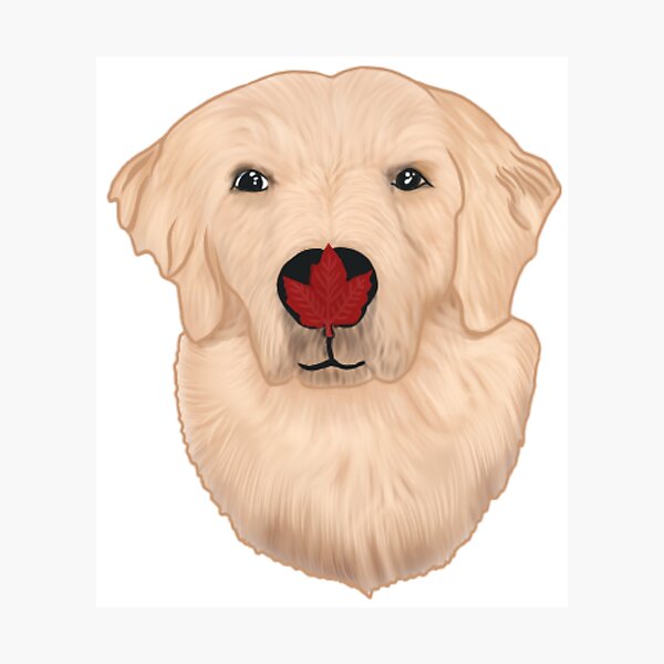 Item preview, Golden retriever with a fall leaf on his nose designed and sold by Artistkhg.
