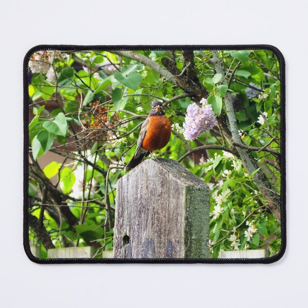 Item preview, American Robin Standing On Top of a Post designed and sold by BackyardBirder.
