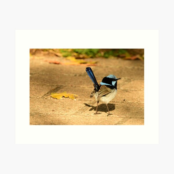 Item preview, Little Fairy Wren designed and sold by photosbymia.