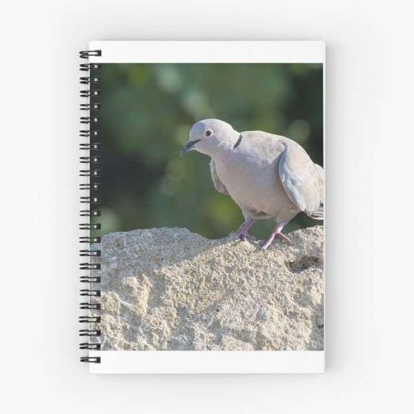 Item preview, Collared Dove designed and sold by LaurenTucker.