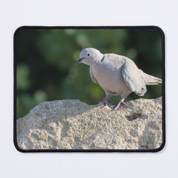 Item preview, Collared Dove designed and sold by LaurenTucker.