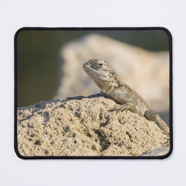 Item preview, Cyprus Rock Agama designed and sold by LaurenTucker.