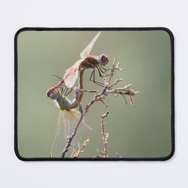 Item preview, Red Veined Darter designed and sold by LaurenTucker.