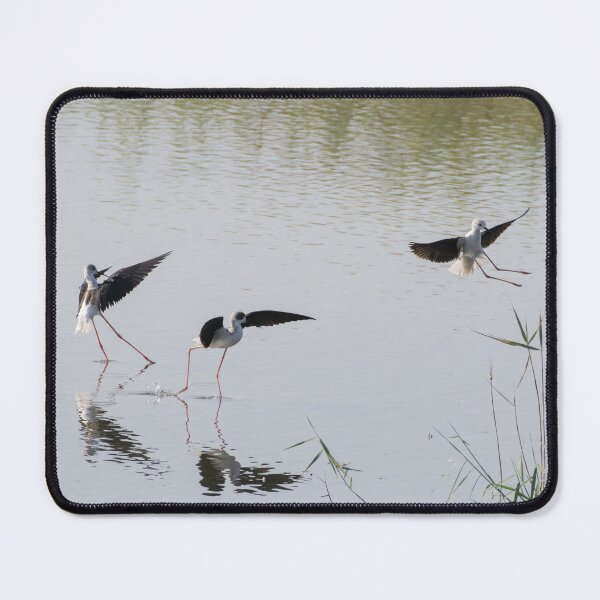 Item preview, Black Winged Stilt designed and sold by LaurenTucker.