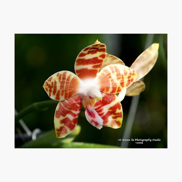 Item preview, Orange Orchid designed and sold by Dennis  Stanton.