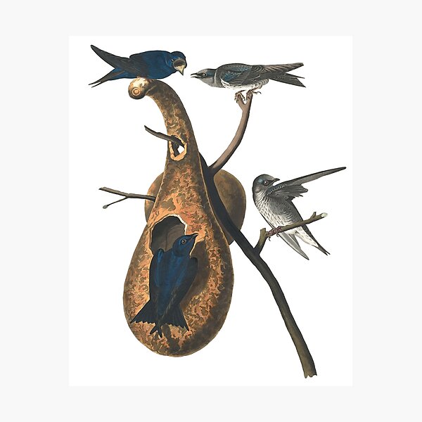 Item preview, Purple Martin Birds Chromolithograph Vintage Audubon Havell Sweet Pretty Happy Birdwatching Gift designed and sold by ElegantTeaTime.