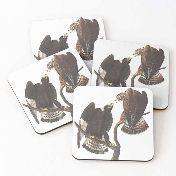 Item preview, Rough Legged Adult Falcons by Audubon and Havell Vintage Bird Chromolithograph Birdwatching Gift designed and sold by ElegantTeaTime.