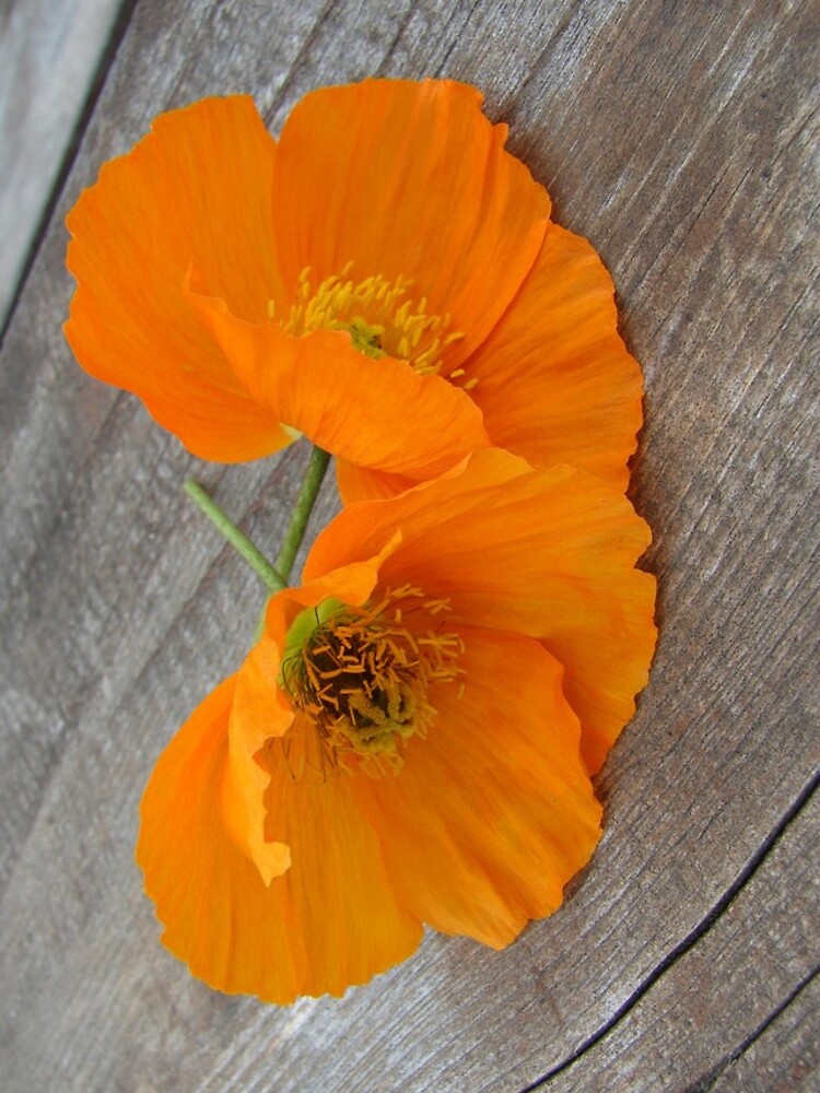 Orange flowers on a wooden table by svehex