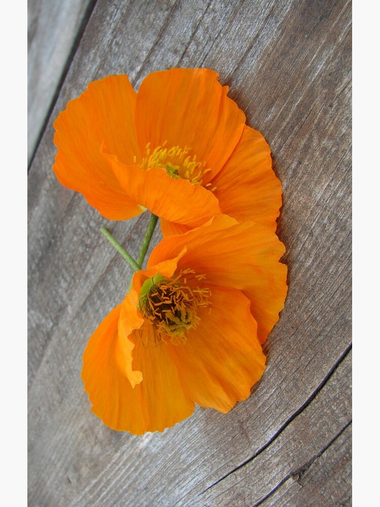 Orange flowers on a wooden table by svehex